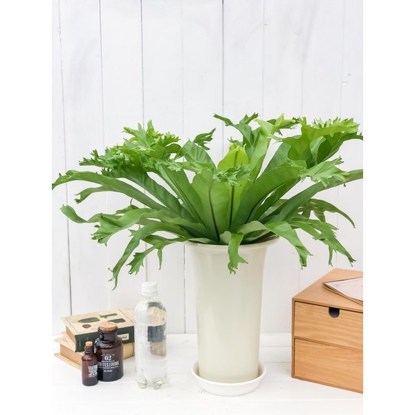PLANCHU 観葉植物 アスプレニウム クリーシー 6号鉢 受け皿付き 育て方説明書付き Asplenium ‘Crissie’ シダ