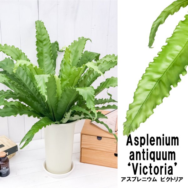PLANCHU 観葉植物 アスプレニウム ビクトリア 6号鉢 受け皿付き 育て方説明書付き Asplenium antiquum ‘Victoria’ シダ植物