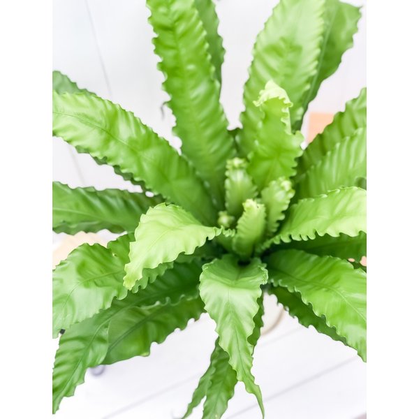 PLANCHU 観葉植物 アスプレニウム ビクトリア 6号鉢 受け皿付き 育て方説明書付き Asplenium antiquum ‘Victoria’ シダ植物