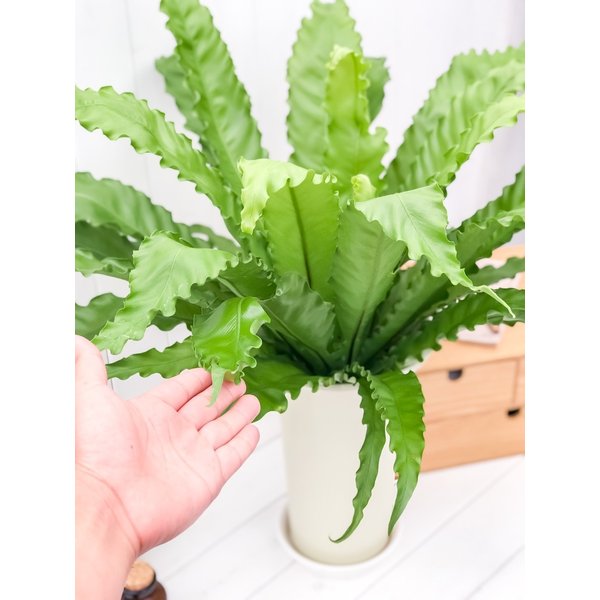 PLANCHU 観葉植物 アスプレニウム ビクトリア 6号鉢 受け皿付き 育て方説明書付き Asplenium antiquum ‘Victoria’ シダ植物