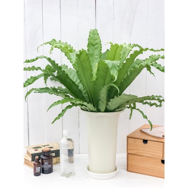 PLANCHU 観葉植物 アスプレニウム ビクトリア 6号鉢 受け皿付き 育て方説明書付き Asplenium antiquum ‘Victoria’ シダ植物