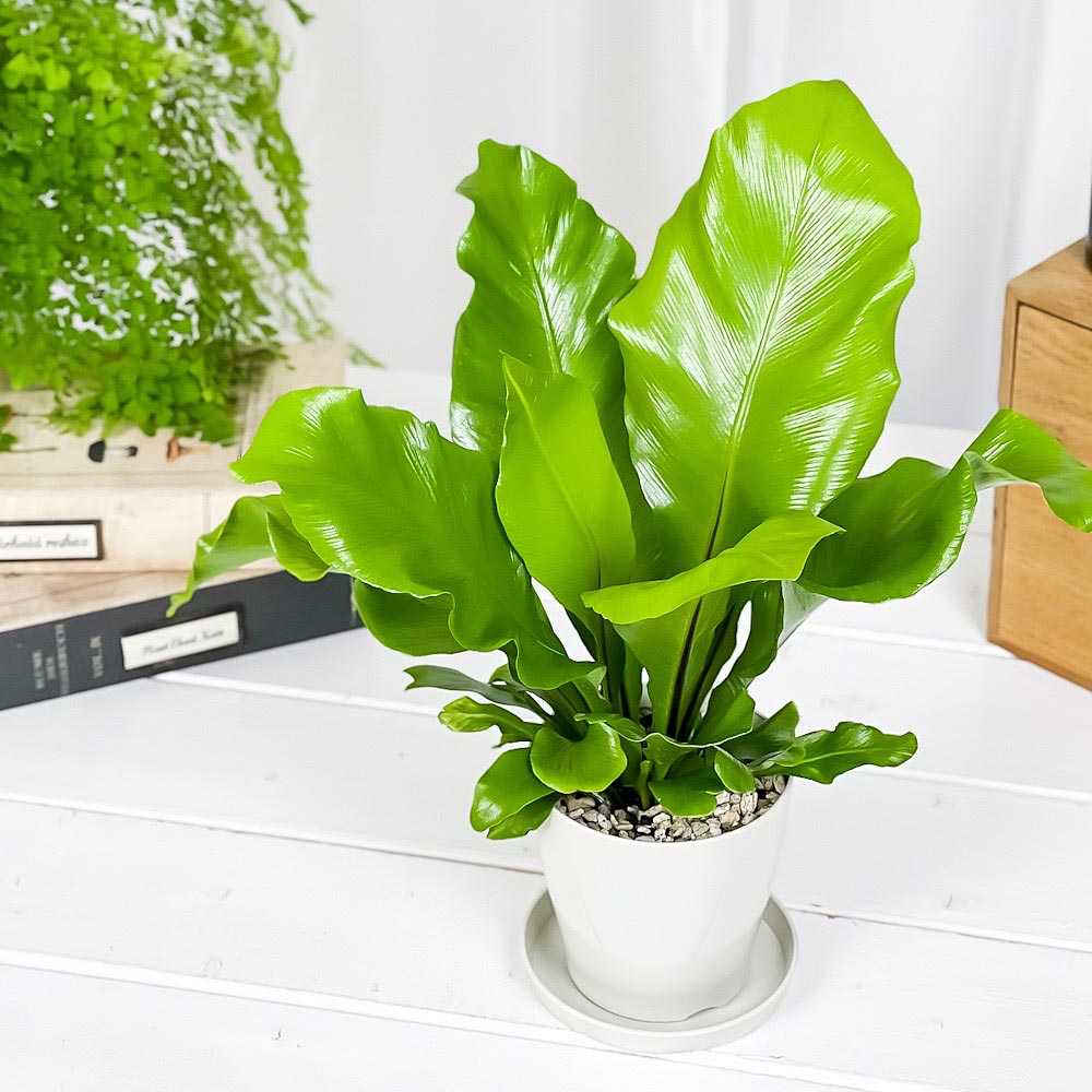 PLANCHU 観葉植物 アスプレニウム アビス 3.5号鉢 受け皿付き 育て方説明書付き Asplenium nidus ‘Avis’ ニダス ニドゥス シマオオタニワタリ シダ植物