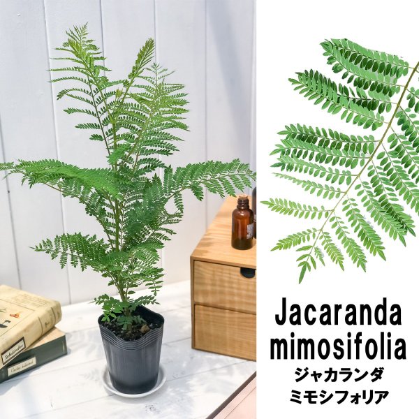 PLANCHU 観葉植物 ジャカランダ ミモシフォリア 3.5号鉢 受け皿付き 育て方説明書付き Jacaranda mimosifolia 熱帯花木 世界三大花木 紫雲木