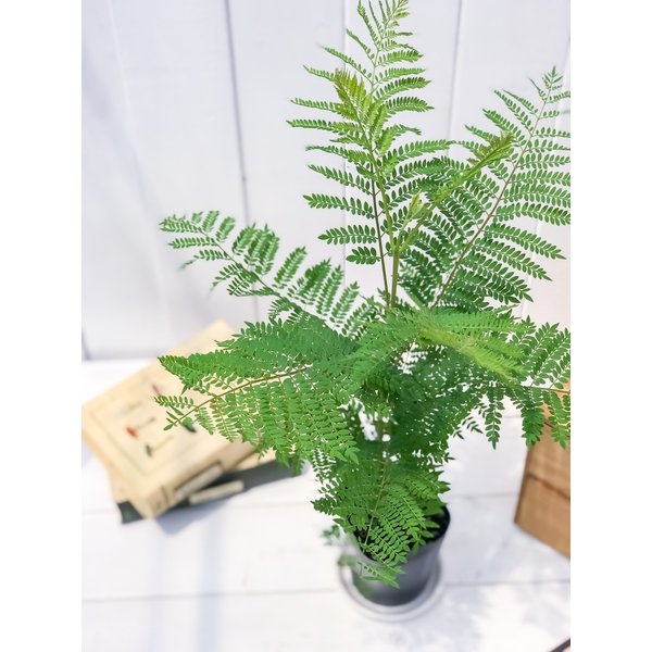 PLANCHU 観葉植物 ジャカランダ ミモシフォリア 3.5号鉢 受け皿付き 育て方説明書付き Jacaranda mimosifolia 熱帯花木 世界三大花木 紫雲木