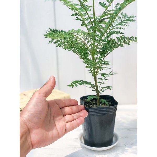 PLANCHU 観葉植物 ジャカランダ ミモシフォリア 3.5号鉢 受け皿付き 育て方説明書付き Jacaranda mimosifolia 熱帯花木 世界三大花木 紫雲木