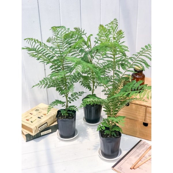 PLANCHU 観葉植物 ジャカランダ ミモシフォリア 3.5号鉢 受け皿付き 育て方説明書付き Jacaranda mimosifolia 熱帯花木 世界三大花木 紫雲木