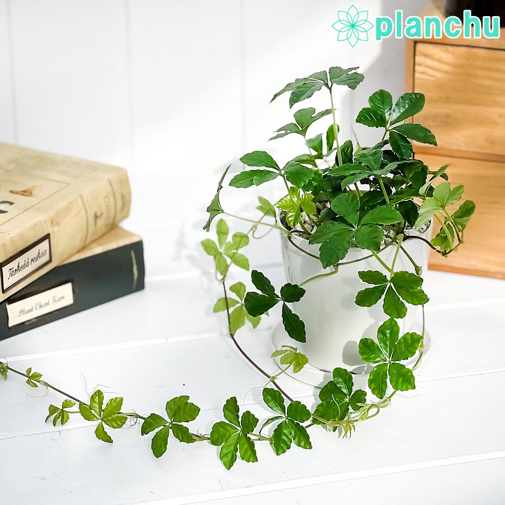 PLANCHU 観葉植物 パーセノシッサス シュガーバイン 3.5号鉢 受け皿付き 育て方説明書付き Parthenocissus ‘Sugar Vine’