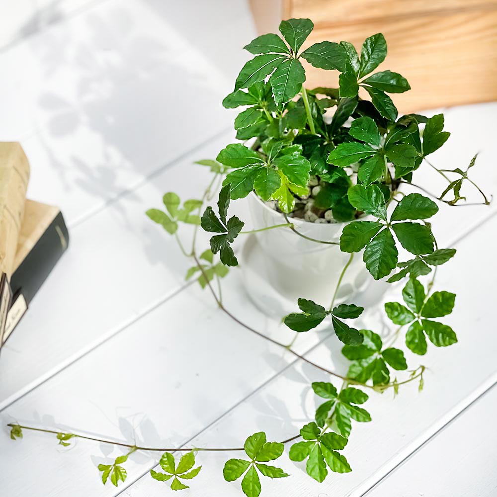 PLANCHU 観葉植物 パーセノシッサス シュガーバイン 3.5号鉢 3鉢セット 受け皿付き 育て方説明書付き Parthenocissus ‘Sugar Vine’