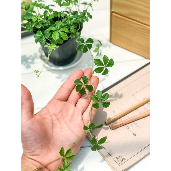 PLANCHU 観葉植物 パーセノシッサス シュガーバイン 3.5号鉢 3鉢セット 受け皿付き 育て方説明書付き Parthenocissus ‘Sugar Vine’