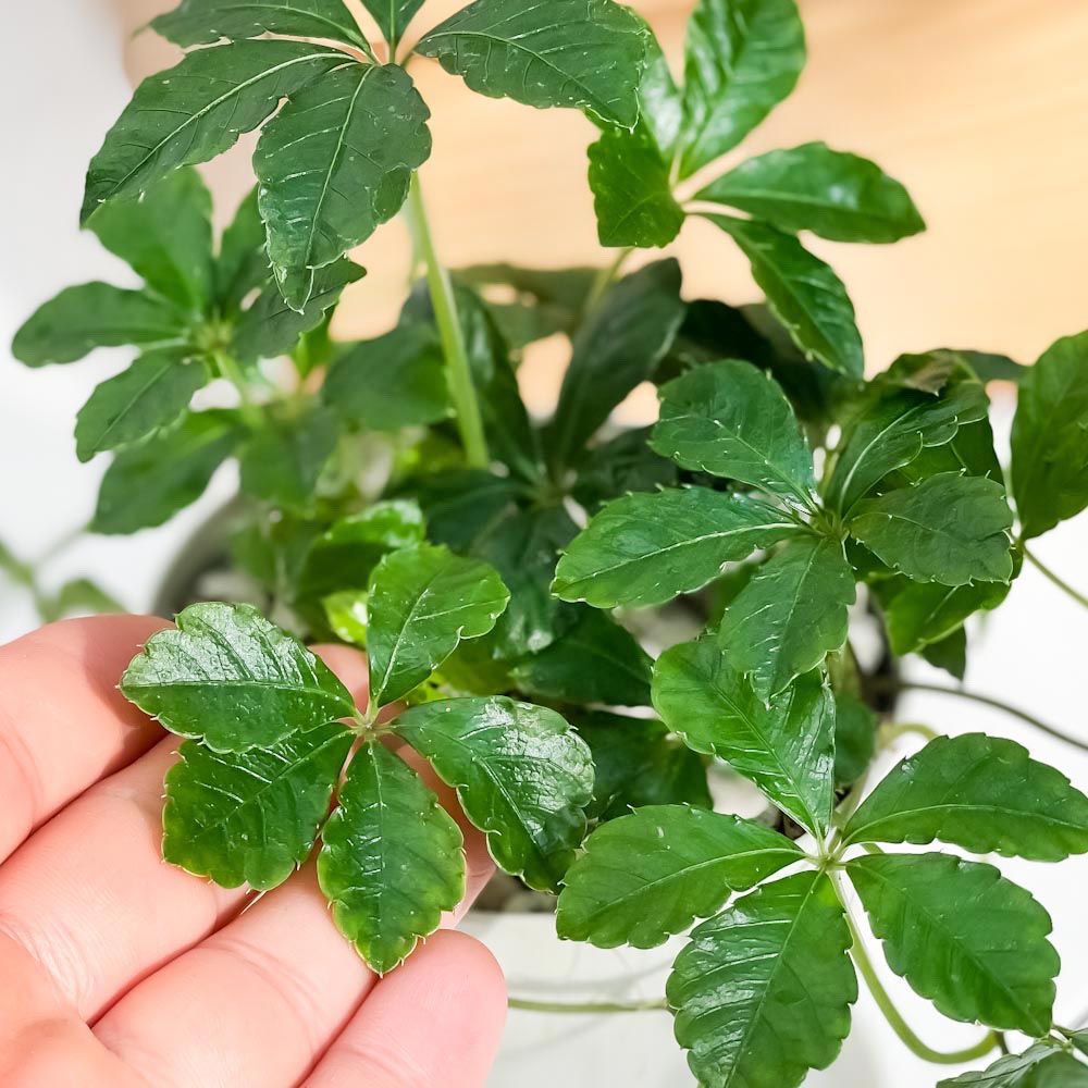 PLANCHU 観葉植物 パーセノシッサス シュガーバイン 3.5号鉢 3鉢セット 受け皿付き 育て方説明書付き Parthenocissus ‘Sugar Vine’