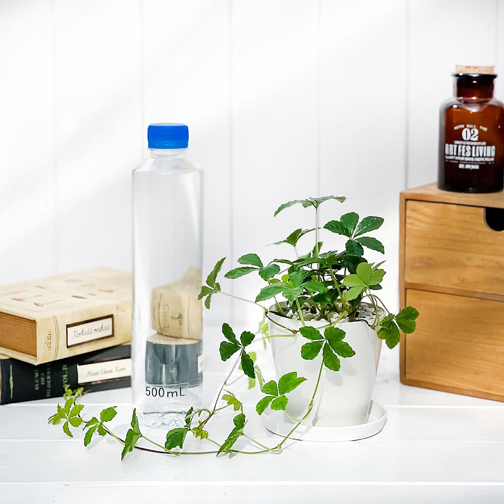 PLANCHU 観葉植物 パーセノシッサス シュガーバイン 3.5号鉢 受け皿付き 育て方説明書付き Parthenocissus ‘Sugar Vine’