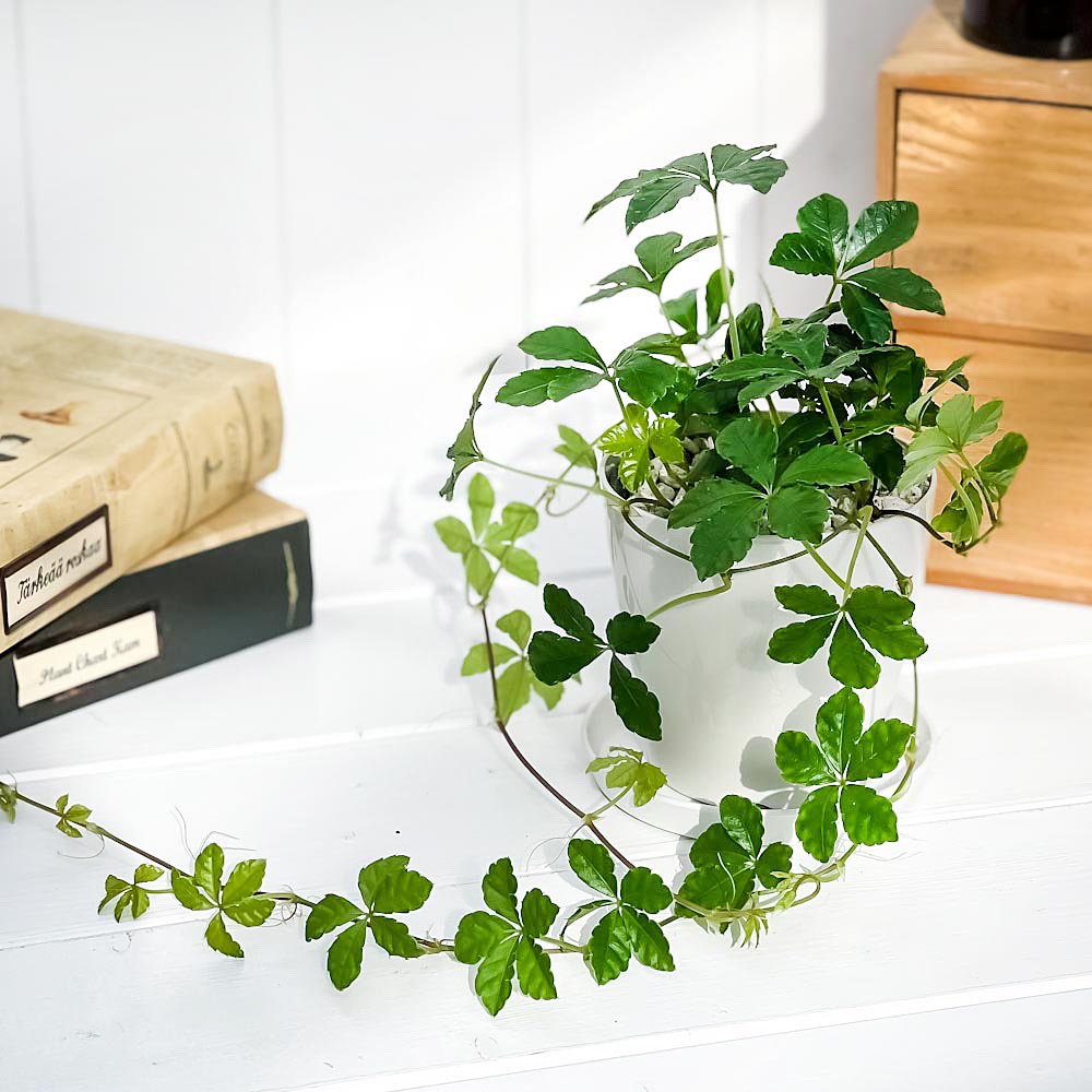 PLANCHU 観葉植物 パーセノシッサス シュガーバイン 3.5号鉢 受け皿付き 育て方説明書付き PVP Parthenocissus ‘Sugar Vine’