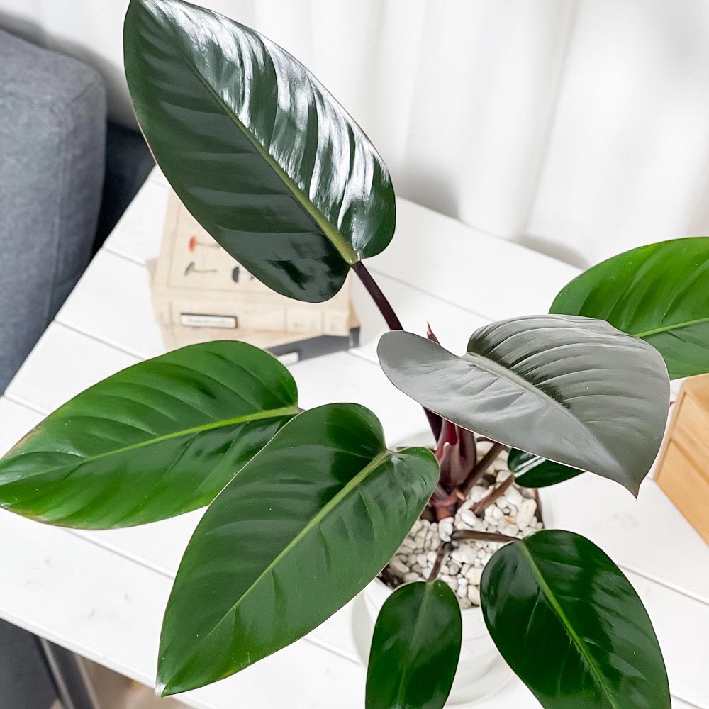 PLANCHU 観葉植物 フィロデンドロン ロジョコンゴ 6号鉢 受け皿付き 育て方説明書付き Philodendron ‘Rojo Congo’ アロイド