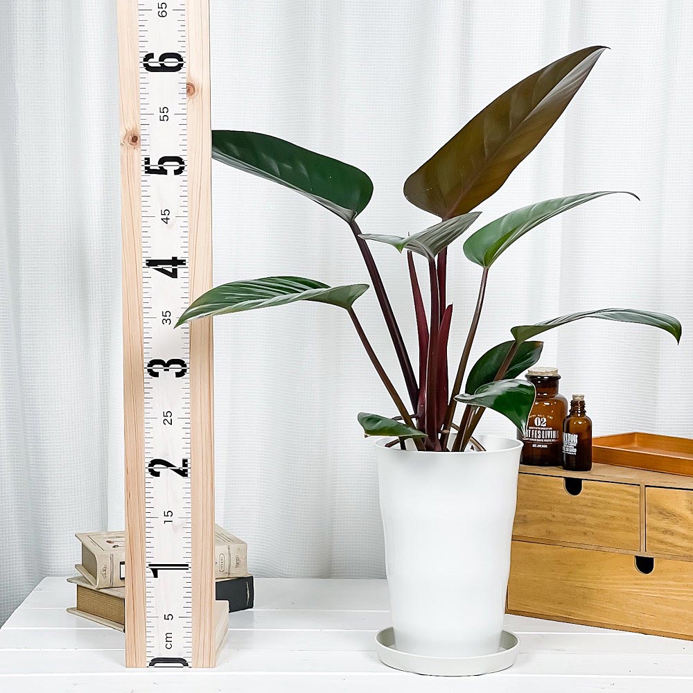 PLANCHU 観葉植物 フィロデンドロン ロジョコンゴ 6号鉢 受け皿付き 育て方説明書付き Philodendron ‘Rojo Congo’ アロイド