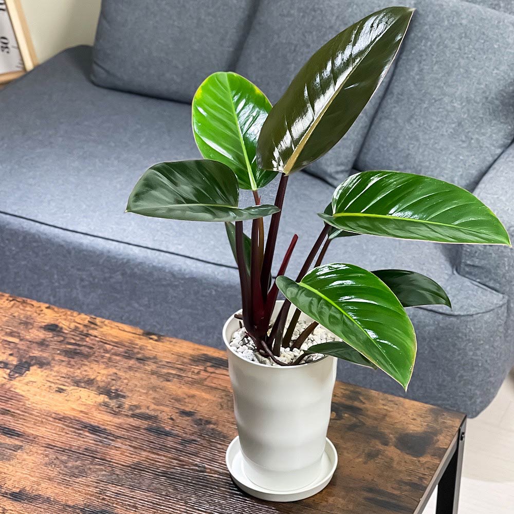 PLANCHU 観葉植物 フィロデンドロン ロジョコンゴ 6号鉢 受け皿付き 育て方説明書付き Philodendron ‘Rojo Congo’ アロイド