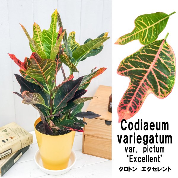 PLANCHU 観葉植物 クロトン エクセレント 5号鉢 受け皿付き 育て方説明書付き Codiaeum variegatum var. pictum ‘Excellent’ ヘンヨウボク 変葉木 鉾葉系