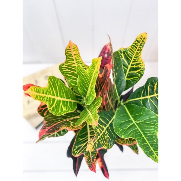 PLANCHU 観葉植物 クロトン エクセレント 5号鉢 受け皿付き 育て方説明書付き Codiaeum variegatum var. pictum ‘Excellent’ ヘンヨウボク 変葉木 鉾葉系