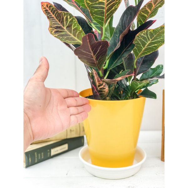 PLANCHU 観葉植物 クロトン エクセレント 5号鉢 受け皿付き 育て方説明書付き Codiaeum variegatum var. pictum ‘Excellent’ ヘンヨウボク 変葉木 鉾葉系