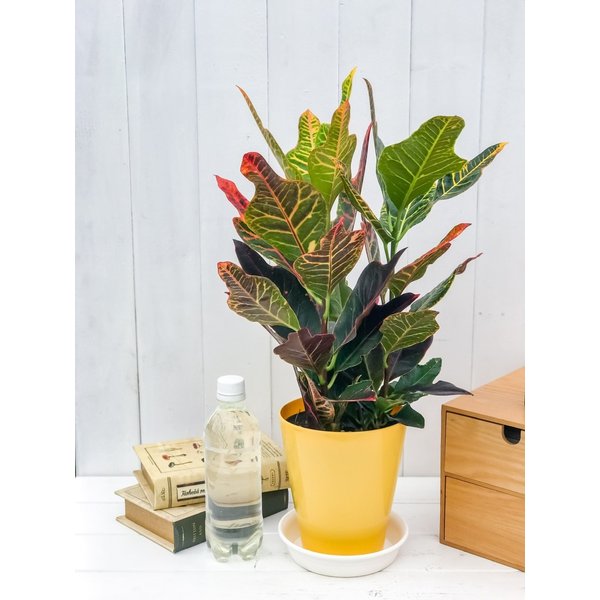 PLANCHU 観葉植物 クロトン エクセレント 5号鉢 受け皿付き 育て方説明書付き Codiaeum variegatum var. pictum ‘Excellent’ ヘンヨウボク 変葉木 鉾葉系