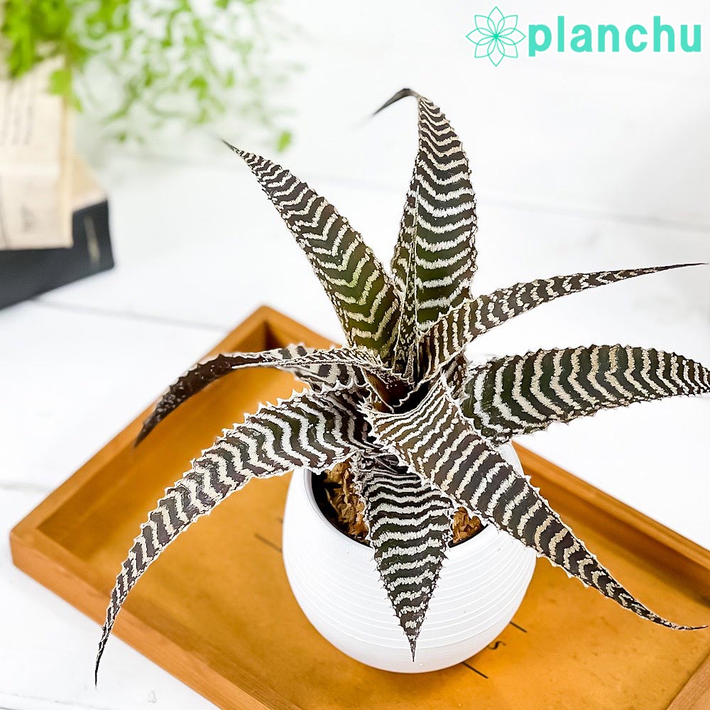 PLANCHU 観葉植物 オルソフィツム グルケニー 3号丸鉢 受け皿付き 育て方説明書付き Orthophytum gurkenii ブロメリア