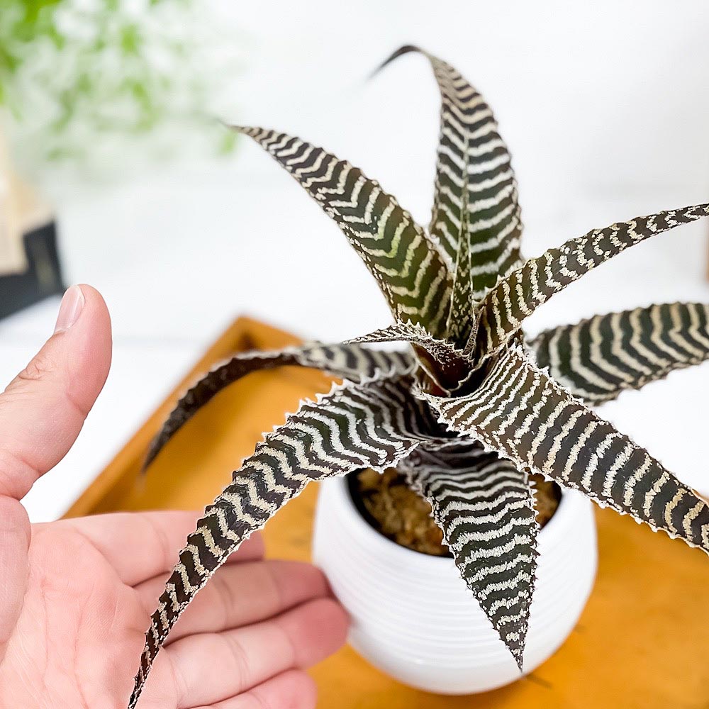 PLANCHU 観葉植物 オルソフィツム グルケニー 3号丸鉢 受け皿付き 育て方説明書付き Orthophytum gurkenii ブロメリア