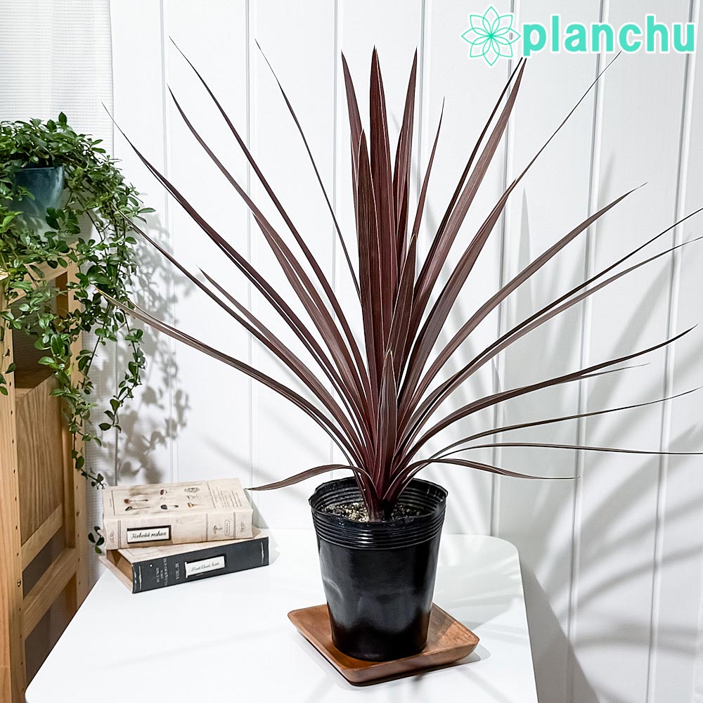 PLANCHU 観葉植物 コルディリネ レッドスター 5号ポット 育て方説明書