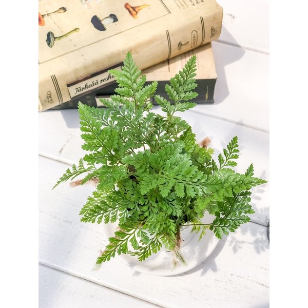 PLANCHU 観葉植物 ダバリア 西洋トキワシノブ 2.5号鉢 Davallia tricomanoides シダ