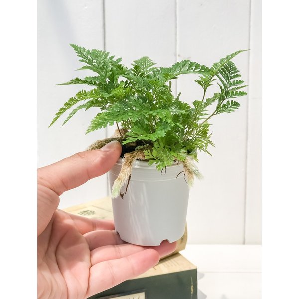 PLANCHU 観葉植物 ダバリア 西洋トキワシノブ 2.5号鉢 Davallia tricomanoides シダ