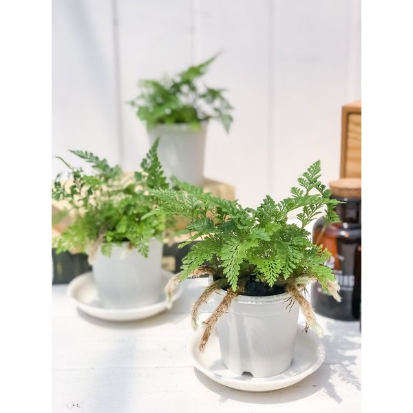PLANCHU 観葉植物 ダバリア 西洋トキワシノブ 2.5号鉢 Davallia tricomanoides シダ