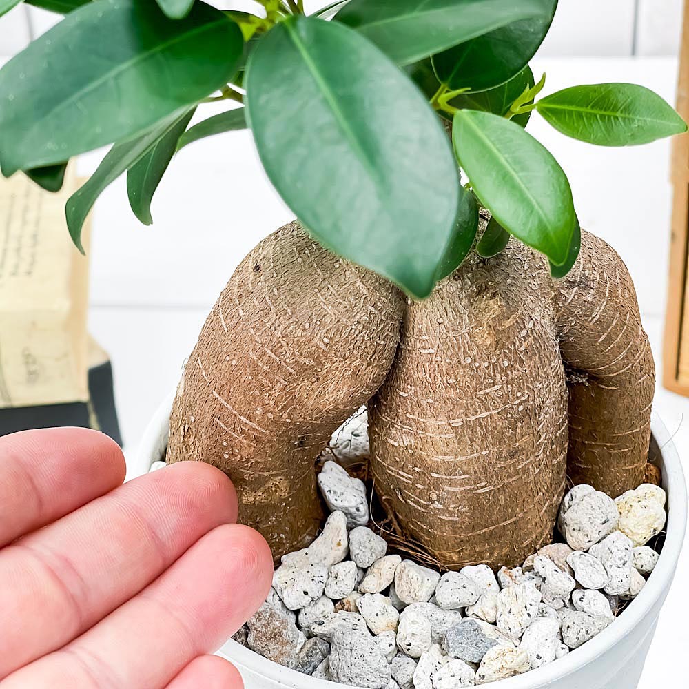 PLANCHU 観葉植物 ガジュマル 4号鉢 受け皿付き 育て方説明書付き Ficus microcarpa フィカス ミクロカルパ 精霊の宿る木