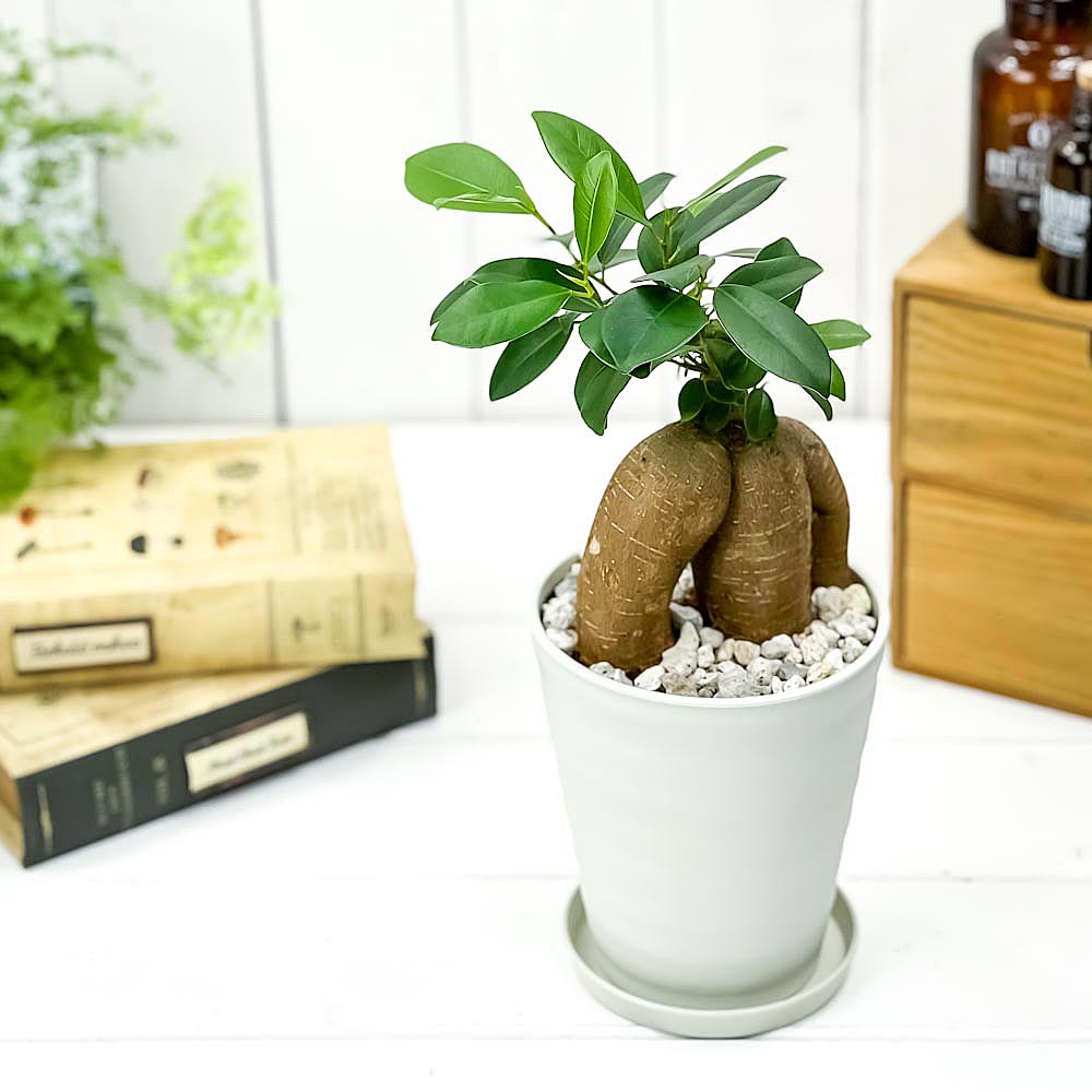 PLANCHU 観葉植物 ガジュマル 4号鉢 受け皿付き 育て方説明書付き Ficus microcarpa フィカス ミクロカルパ 精霊の宿る木