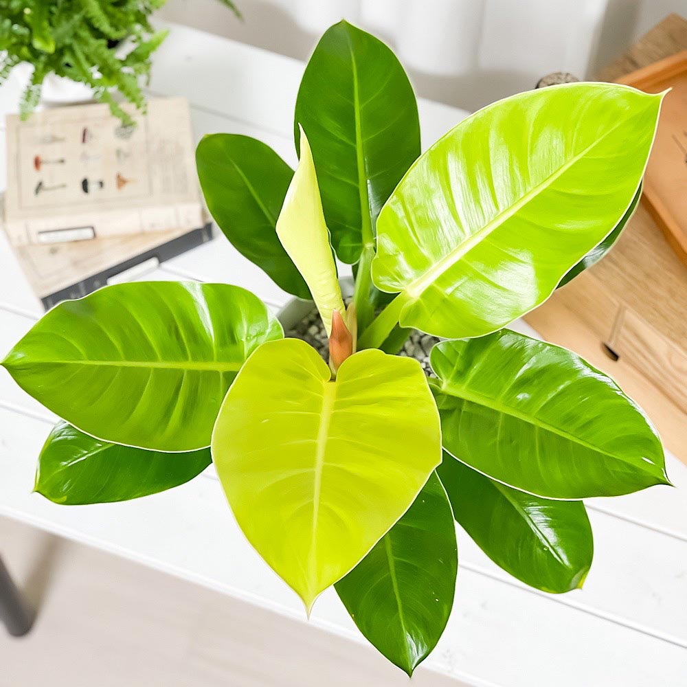 PLANCHU 観葉植物 フィロデンドロン インペリアルゴールド 6号鉢 受け皿付き Philodendron ‘Imperial Gold’ アロイド