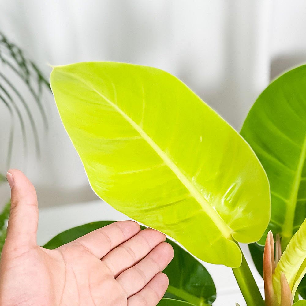 PLANCHU 観葉植物 フィロデンドロン インペリアルゴールド 6号鉢 受け皿付き Philodendron ‘Imperial Gold’ アロイド
