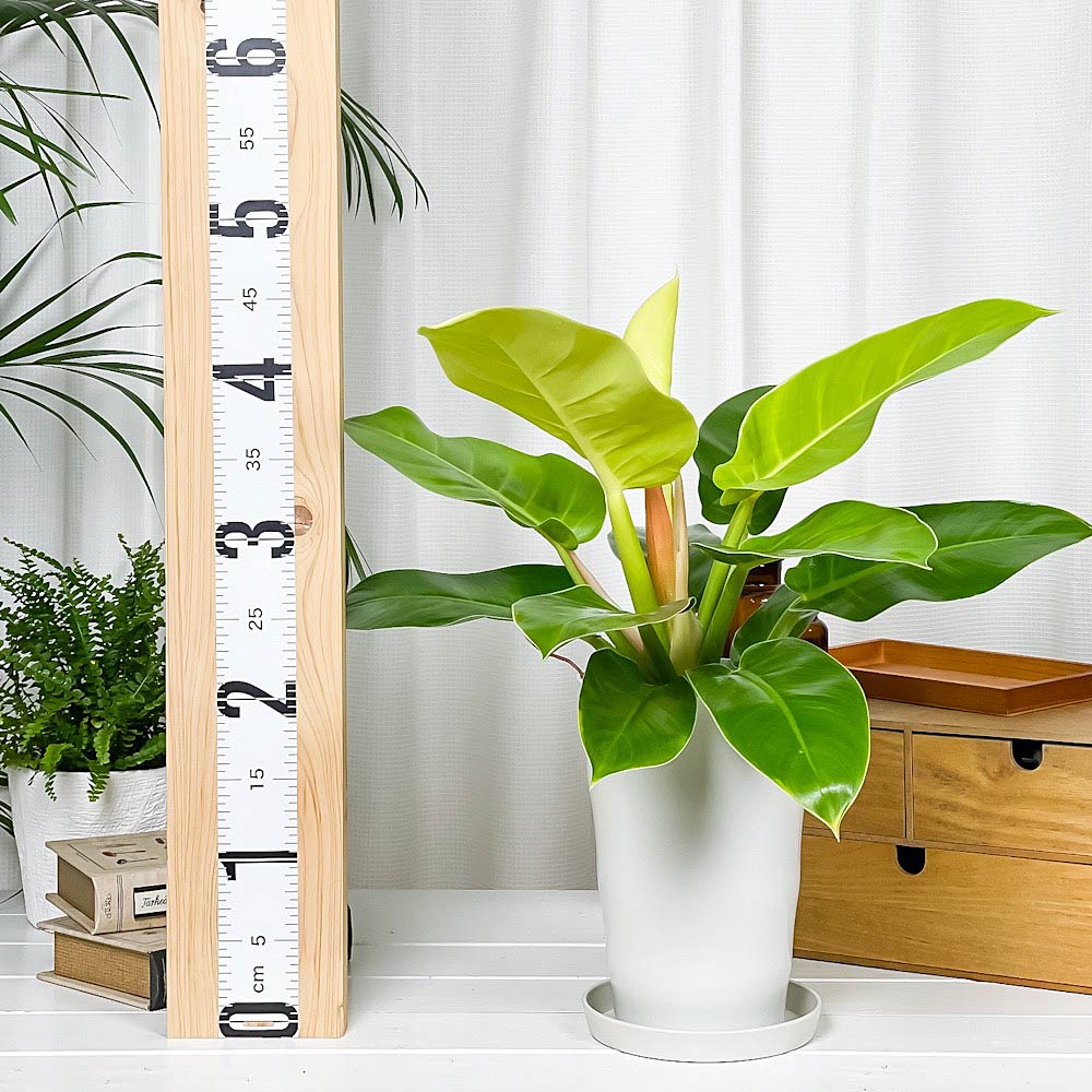 PLANCHU 観葉植物 フィロデンドロン インペリアルゴールド 6号鉢 受け皿付き Philodendron ‘Imperial Gold’ アロイド