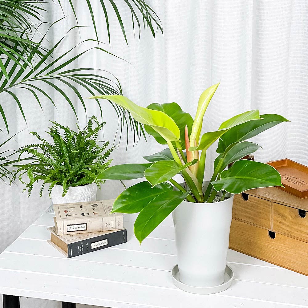 PLANCHU 観葉植物 フィロデンドロン インペリアルゴールド 6号鉢 受け皿付き Philodendron ‘Imperial Gold’ アロイド