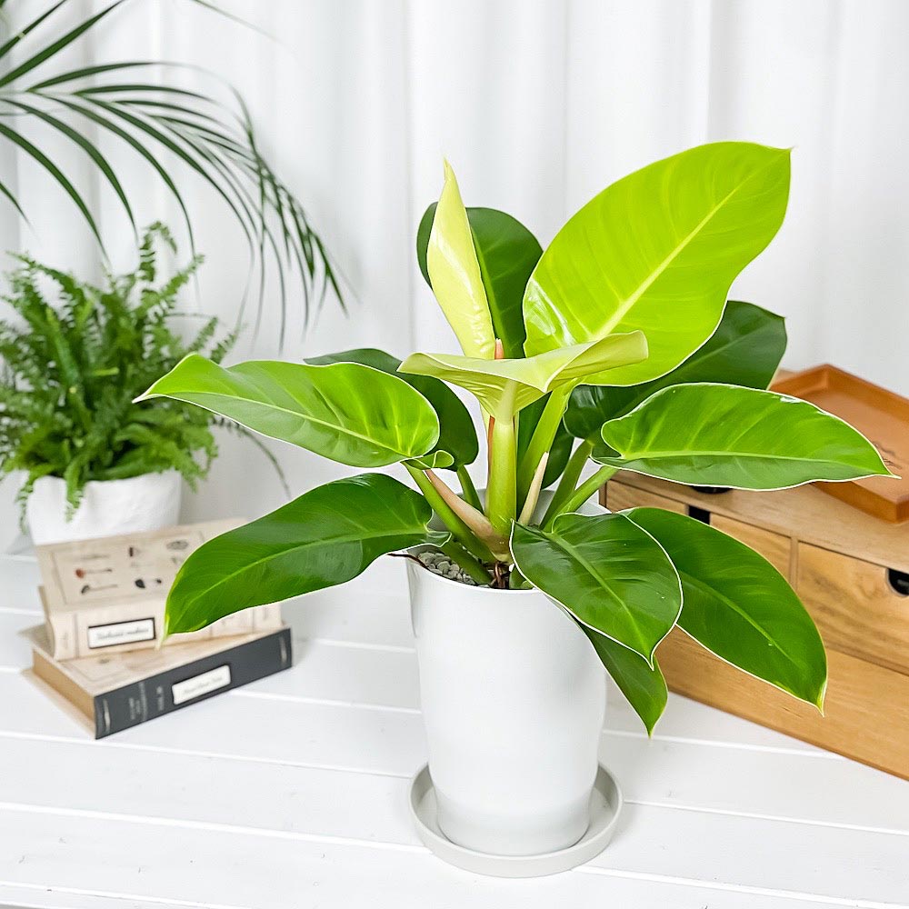 PLANCHU 観葉植物 フィロデンドロン インペリアルゴールド 6号鉢 受け皿付き Philodendron ‘Imperial Gold’ アロイド