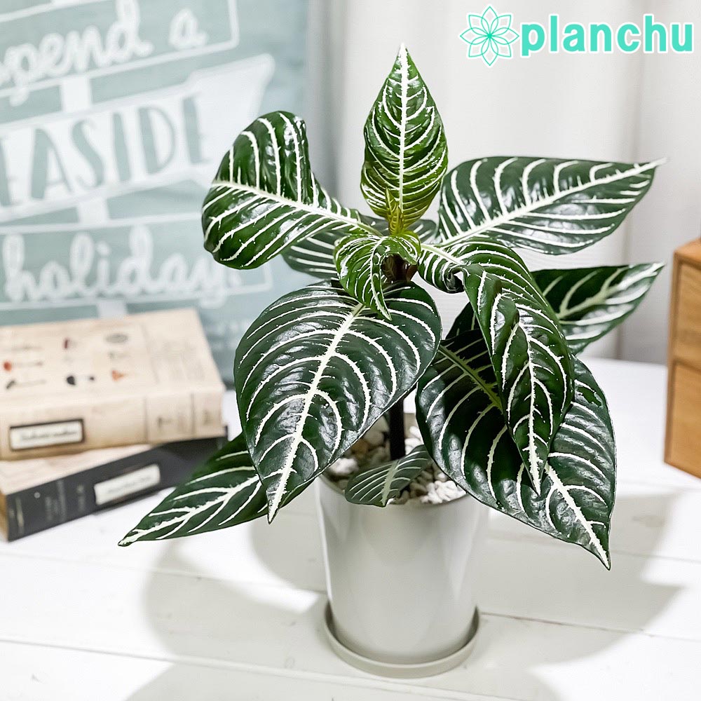 PLANCHU 観葉植物 アフェランドラ ダニア 4号鉢 受け皿付き 育て方説明