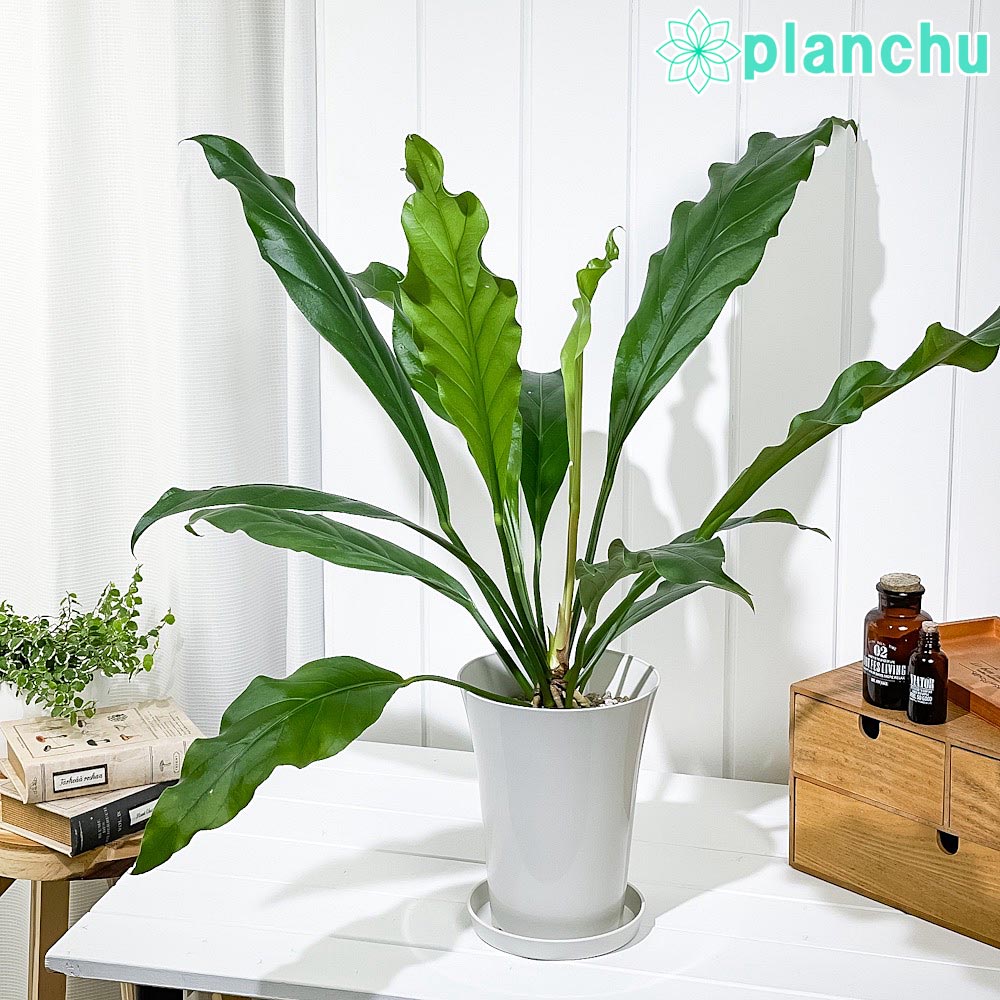 PLANCHU 観葉植物 アンスリウム フーケリー 6号鉢 受け皿付き 育て方説明書付き Anthurium hookeri アンスリューム アロイド