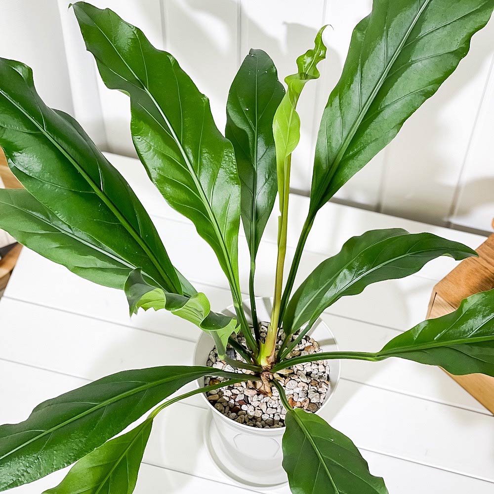 PLANCHU 観葉植物 アンスリウム フーケリー 6号鉢 受け皿付き 育て方説明書付き Anthurium hookeri アンスリューム アロイド