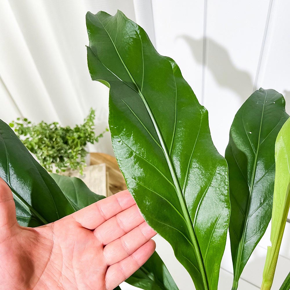 PLANCHU 観葉植物 アンスリウム フーケリー 6号鉢 受け皿付き 育て方説明書付き Anthurium hookeri アンスリューム アロイド