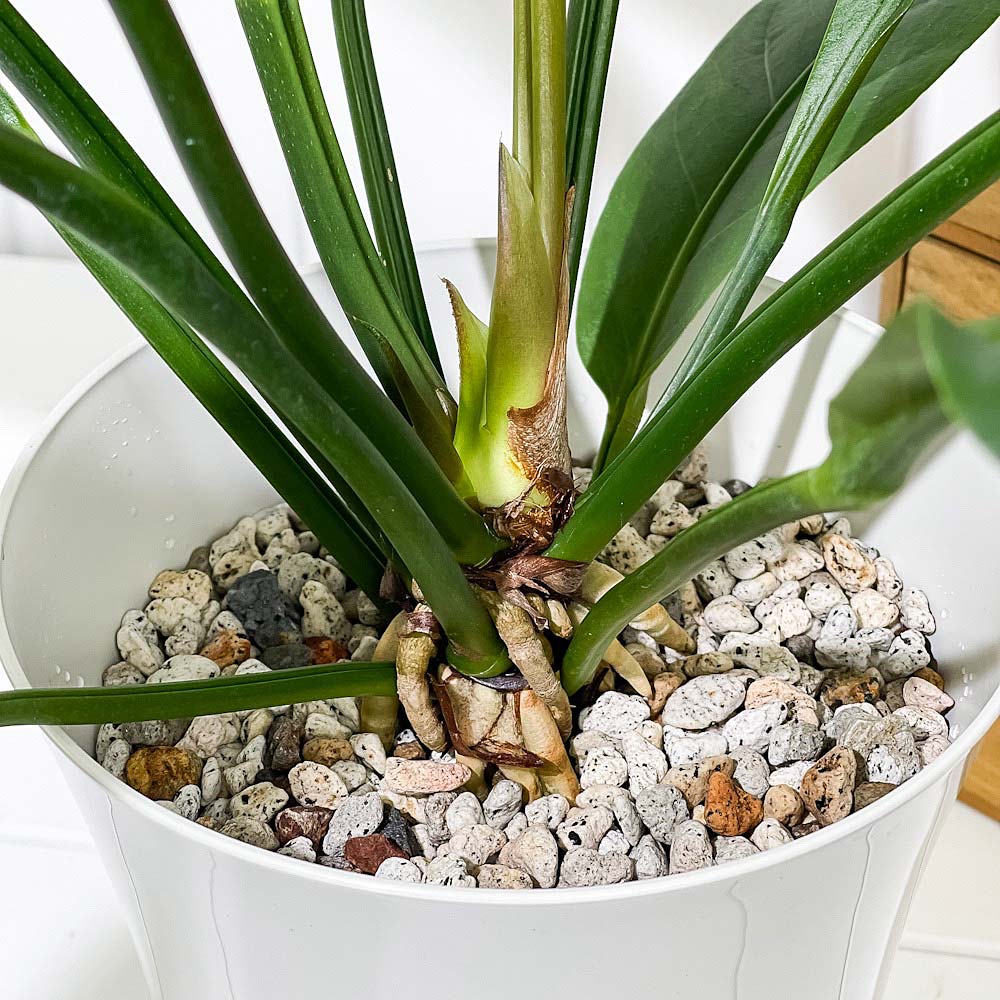 PLANCHU 観葉植物 アンスリウム フーケリー 6号鉢 受け皿付き 育て方説明書付き Anthurium hookeri アンスリューム アロイド