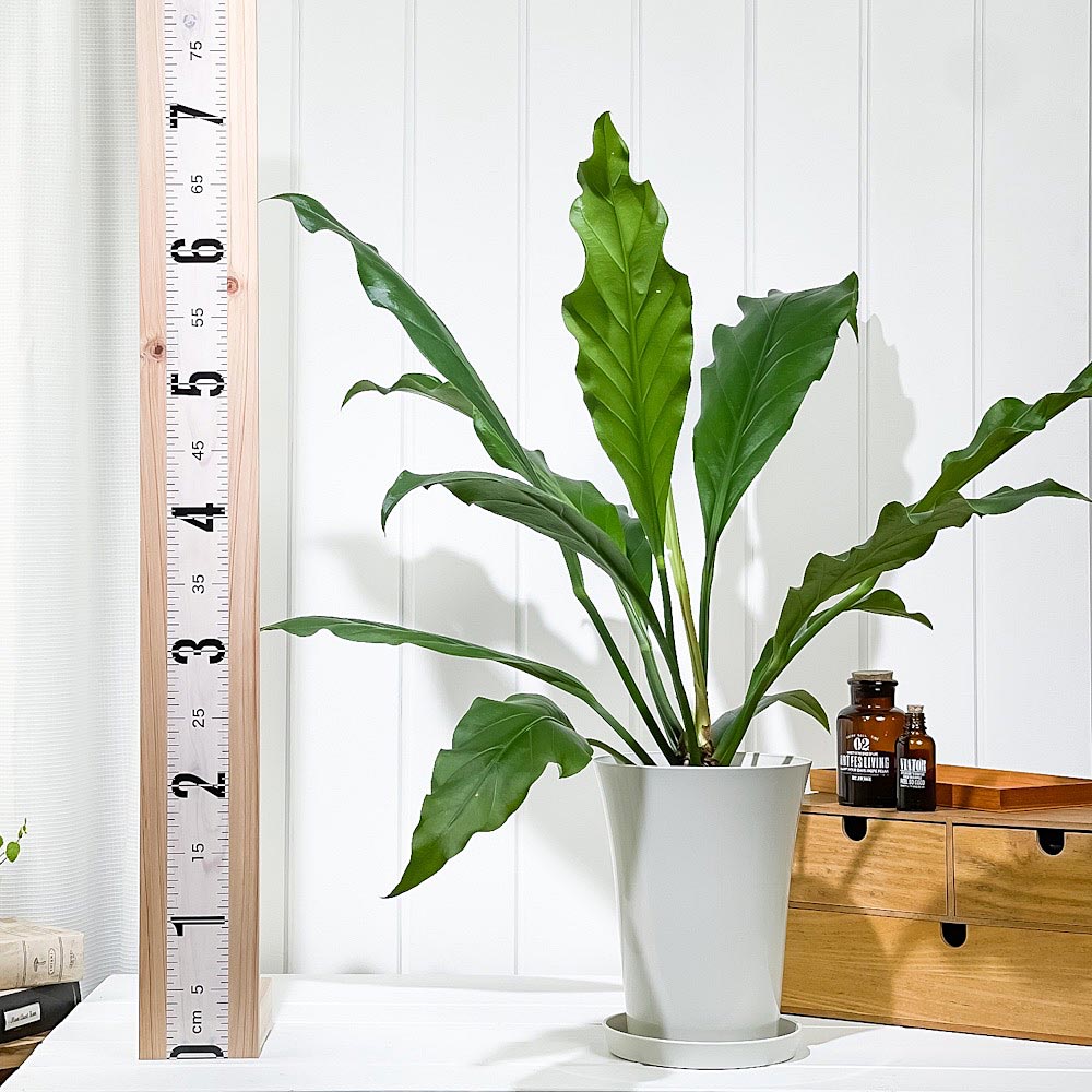PLANCHU 観葉植物 アンスリウム フーケリー 6号鉢 受け皿付き 育て方説明書付き Anthurium hookeri アンスリューム アロイド