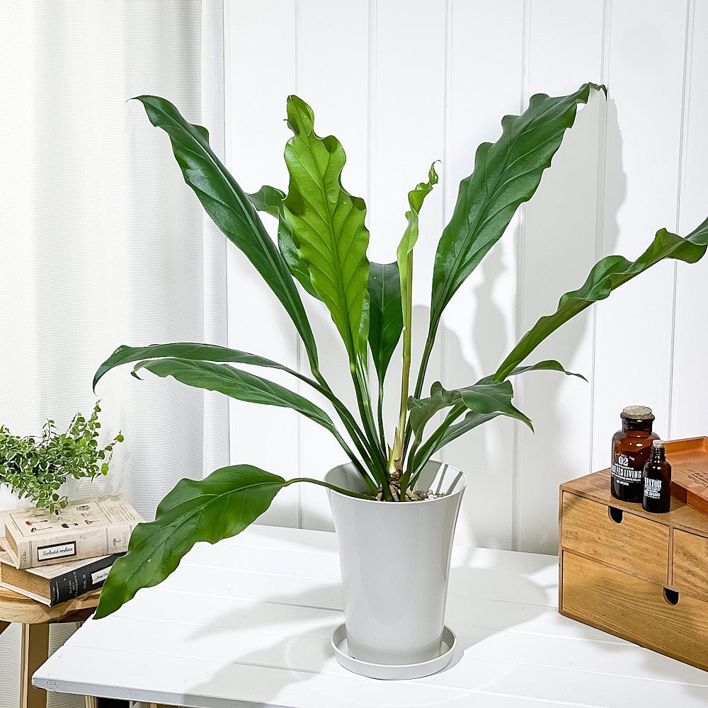 PLANCHU 観葉植物 アンスリウム フーケリー 6号鉢 受け皿付き 育て方説明書付き Anthurium hookeri アンスリューム アロイド