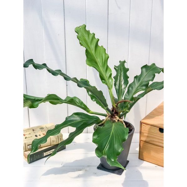 PLANCHU 観葉植物 アンスリウム フーケリー 樹脂ポット植え Anthurium hookeri アンスリューム アロイド 原種系