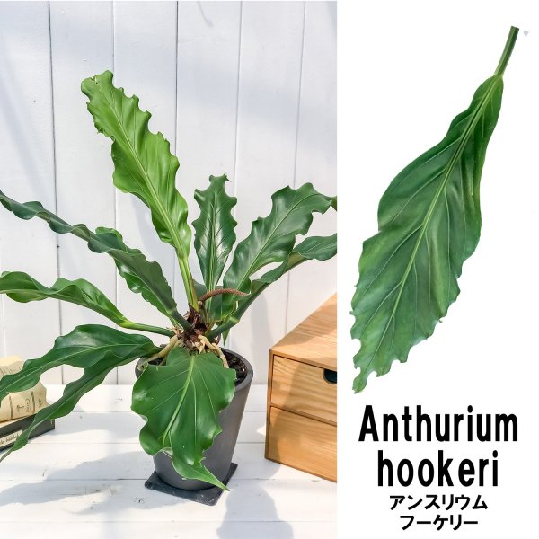 PLANCHU 観葉植物 アンスリウム フーケリー 樹脂ポット植え Anthurium hookeri アンスリューム アロイド 原種系