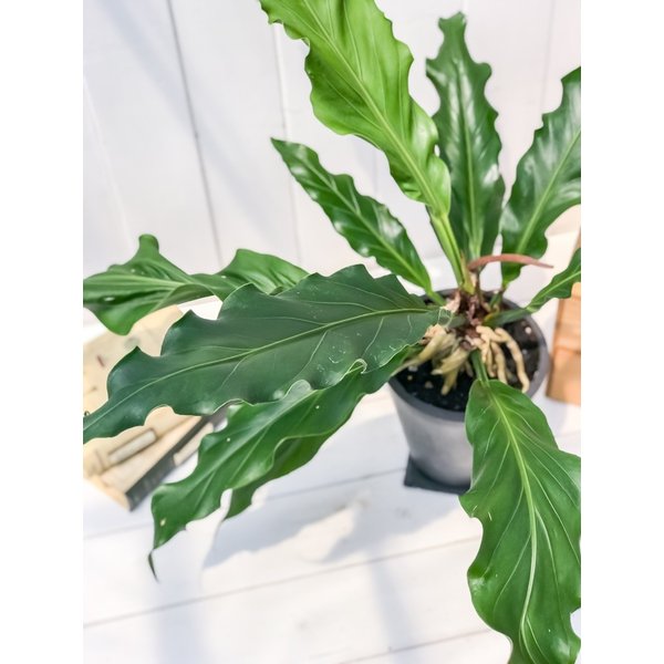 PLANCHU 観葉植物 アンスリウム フーケリー 樹脂ポット植え Anthurium hookeri アンスリューム アロイド 原種系
