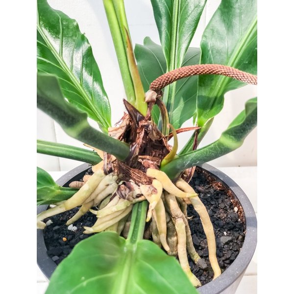 PLANCHU 観葉植物 アンスリウム フーケリー 樹脂ポット植え Anthurium hookeri アンスリューム アロイド 原種系