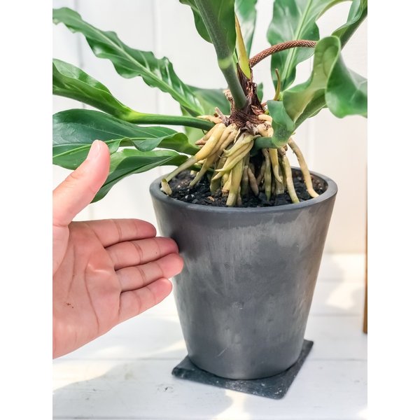 PLANCHU 観葉植物 アンスリウム フーケリー 樹脂ポット植え Anthurium hookeri アンスリューム アロイド 原種系