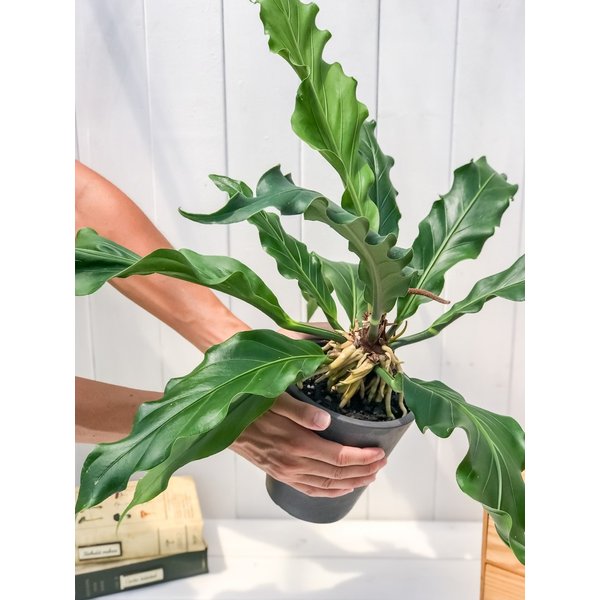 PLANCHU 観葉植物 アンスリウム フーケリー 樹脂ポット植え Anthurium hookeri アンスリューム アロイド 原種系