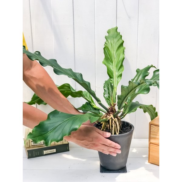 PLANCHU 観葉植物 アンスリウム フーケリー 樹脂ポット植え Anthurium hookeri アンスリューム アロイド 原種系